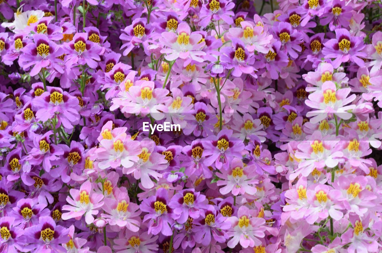 FULL FRAME SHOT OF PURPLE FLOWERS