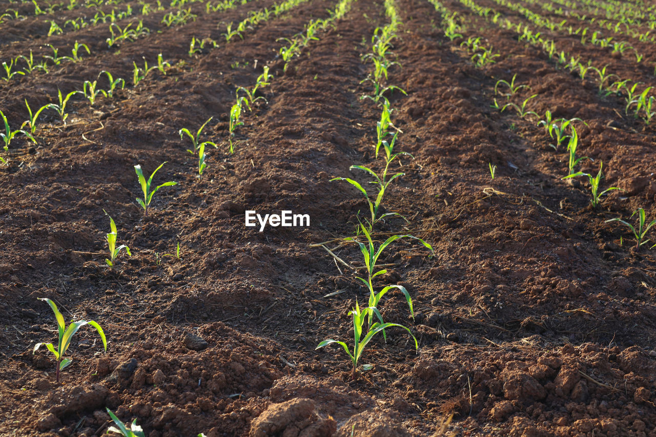 Planting corn seedlings on the ground and growing economic plants