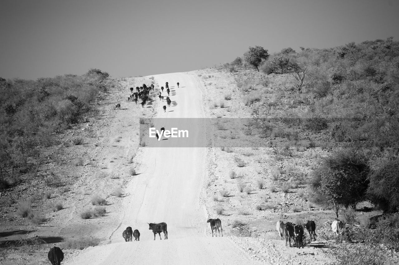 Cow on snow covered road against sky