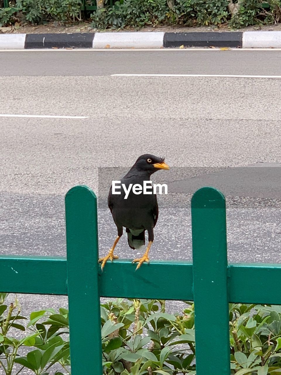 HIGH ANGLE VIEW OF BIRD PERCHING