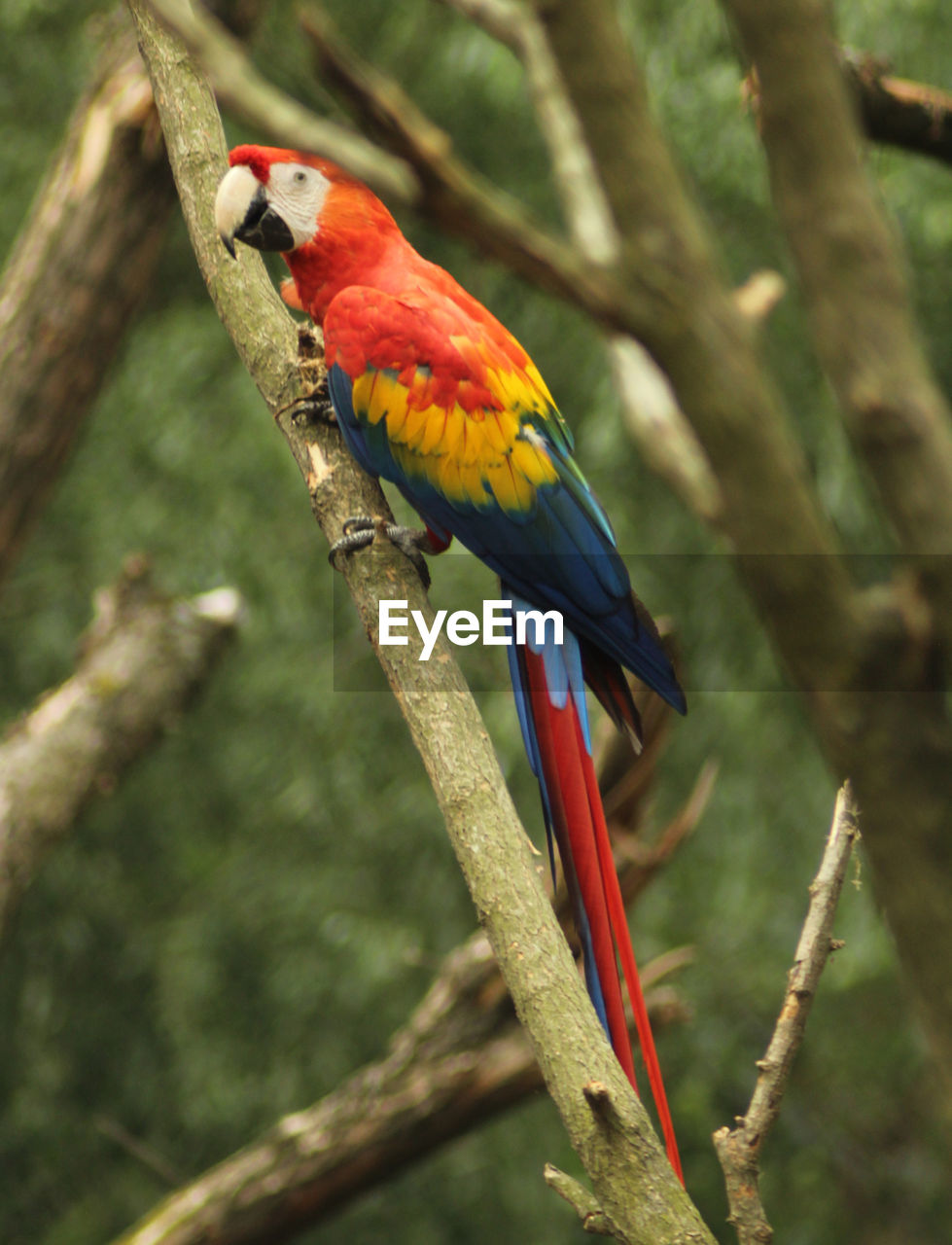 Scarlett macaw, ara macao, on a tree branch 