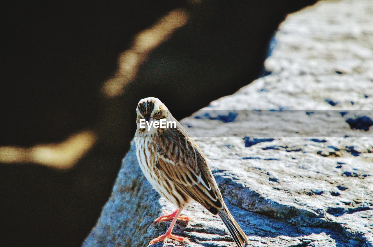 Close-up of bird perching on rock