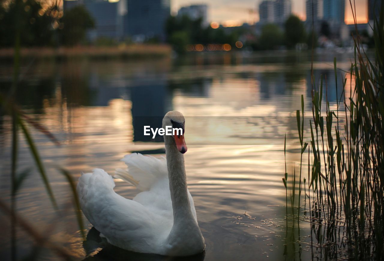 Swan swimming on lake against city during sunset