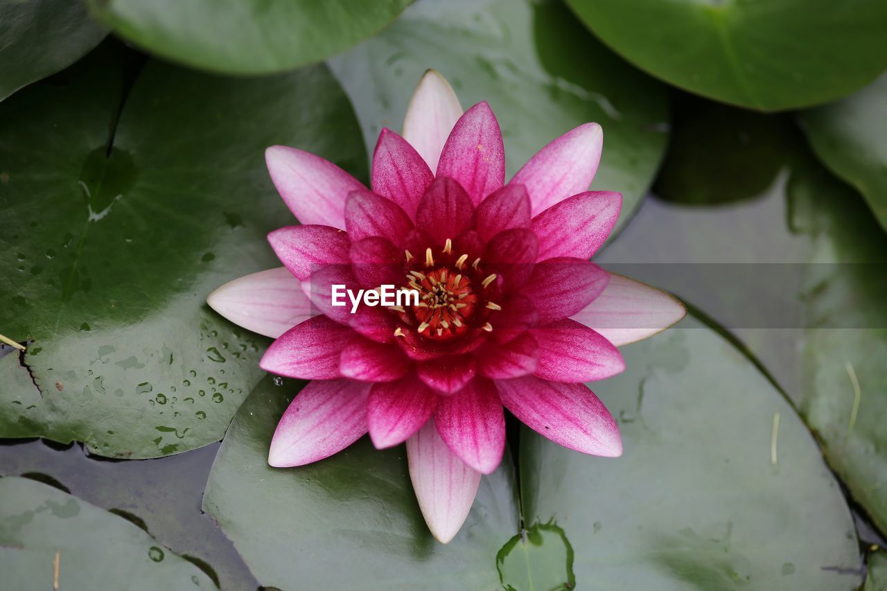 CLOSE-UP OF PINK LOTUS WATER LILY