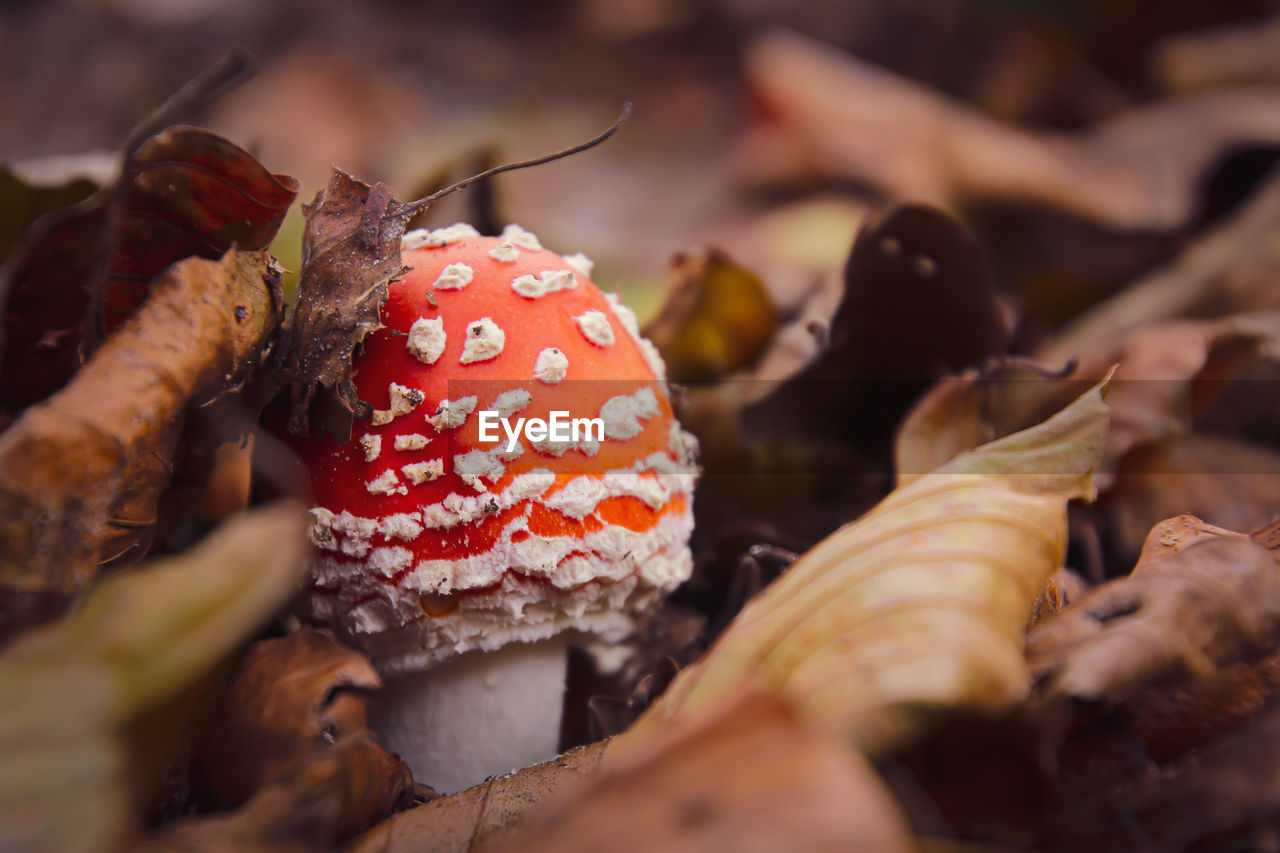 food, autumn, macro photography, mushroom, food and drink, fungus, close-up, leaf, vegetable, nature, selective focus, red, flower, land, edible mushroom, plant, no people, tree, forest, outdoors, fly agaric mushroom, poisonous, beauty in nature, freshness