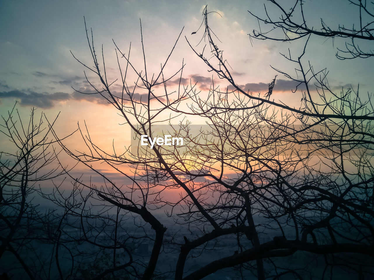 SILHOUETTE OF TREE AT SUNSET