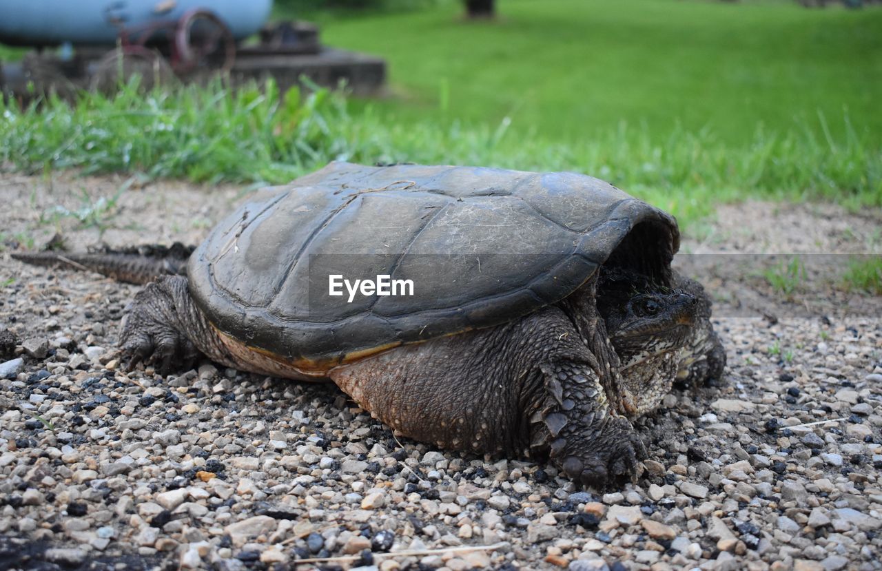 CLOSE-UP OF A TURTLE