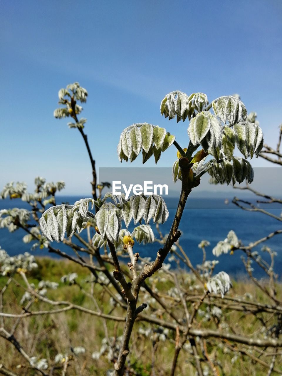 CLOSE-UP OF FRESH WHITE FLOWERING PLANTS AGAINST SKY