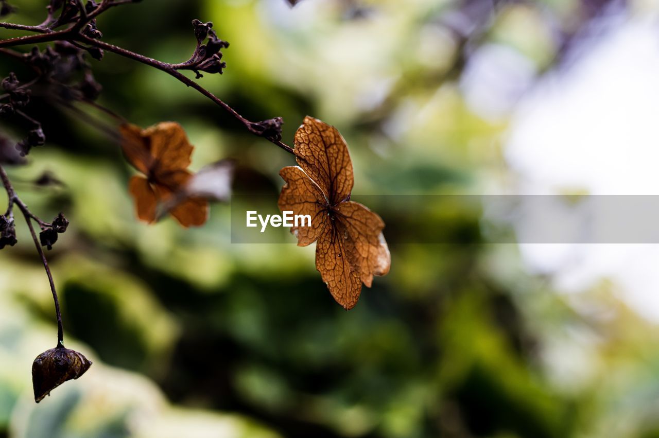 Close-up of dried leaves