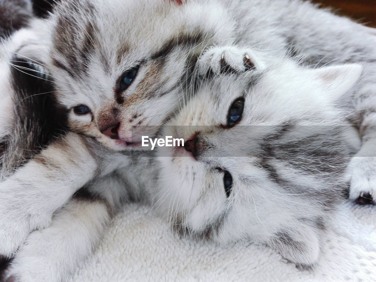 Close-up portrait of cat