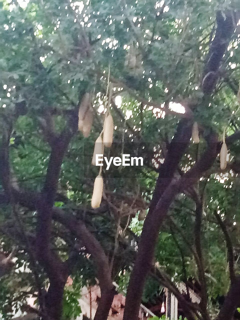 CLOSE-UP OF HORSE ON TREE BRANCH IN FOREST