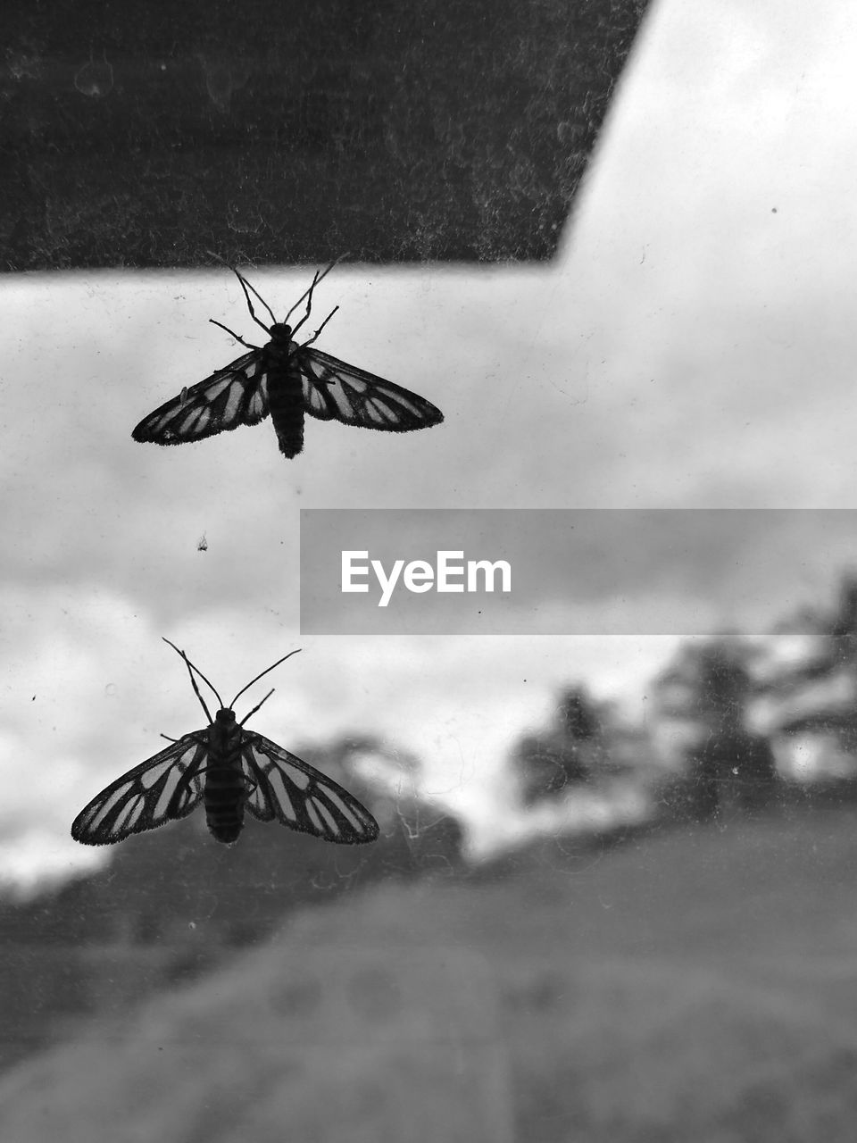 Close-up of butterfly flying