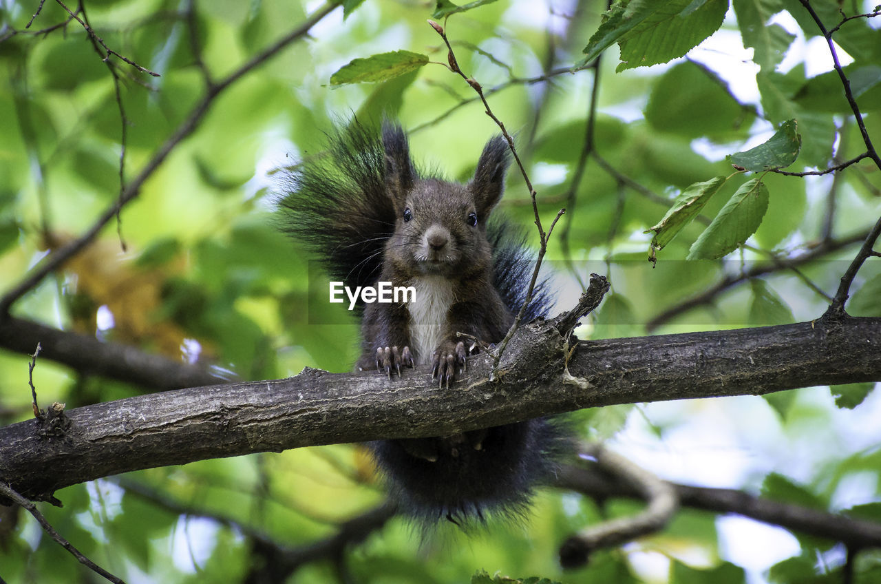 Low angle view of squirrel on tree