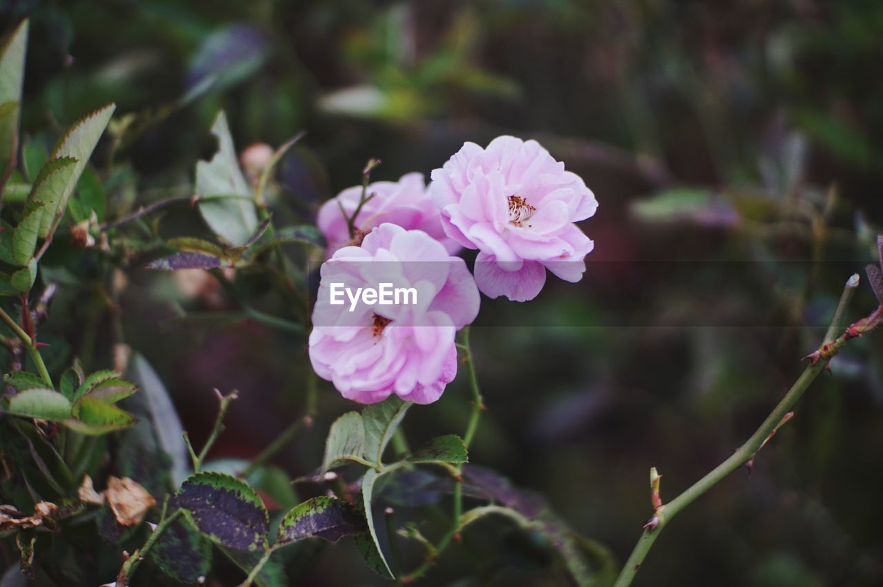 CLOSE-UP OF PURPLE FLOWERING PLANT