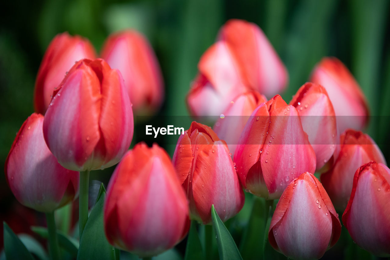 CLOSE-UP OF RED TULIP FLOWERS