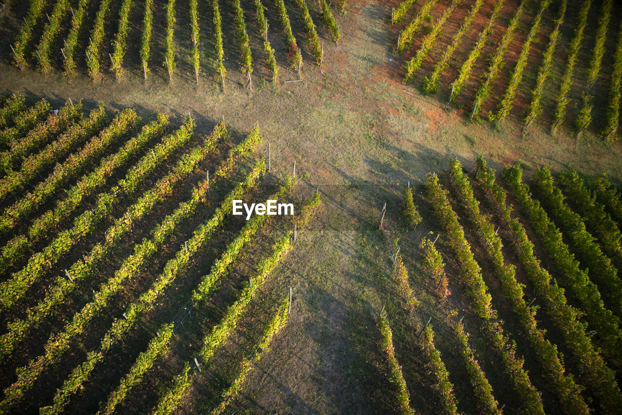 Aerial shot of a vineyard in tuscany italy 