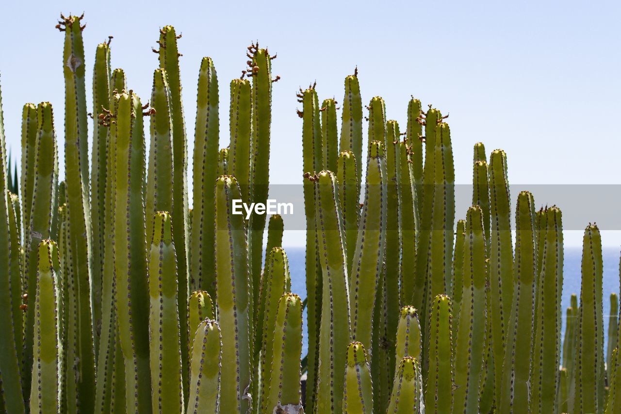 LOW ANGLE VIEW OF SUCCULENT PLANTS AGAINST CLEAR SKY