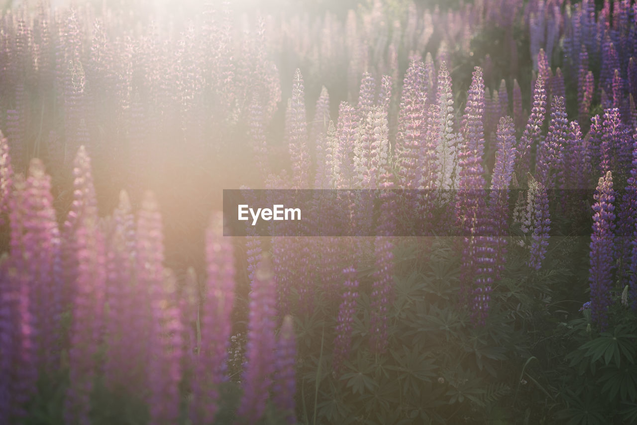 Purple flowering plants on field in forest