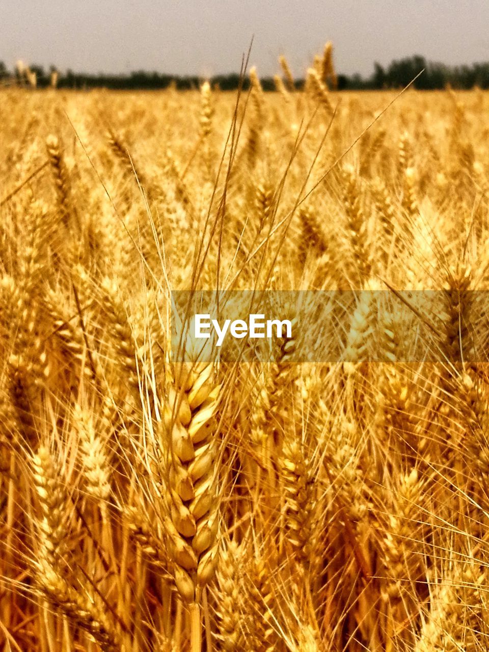 Close-up of wheat field