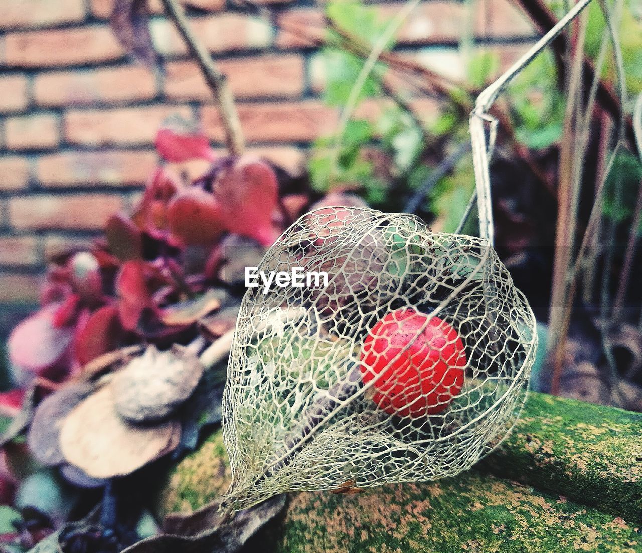 CLOSE-UP OF RED FRUIT