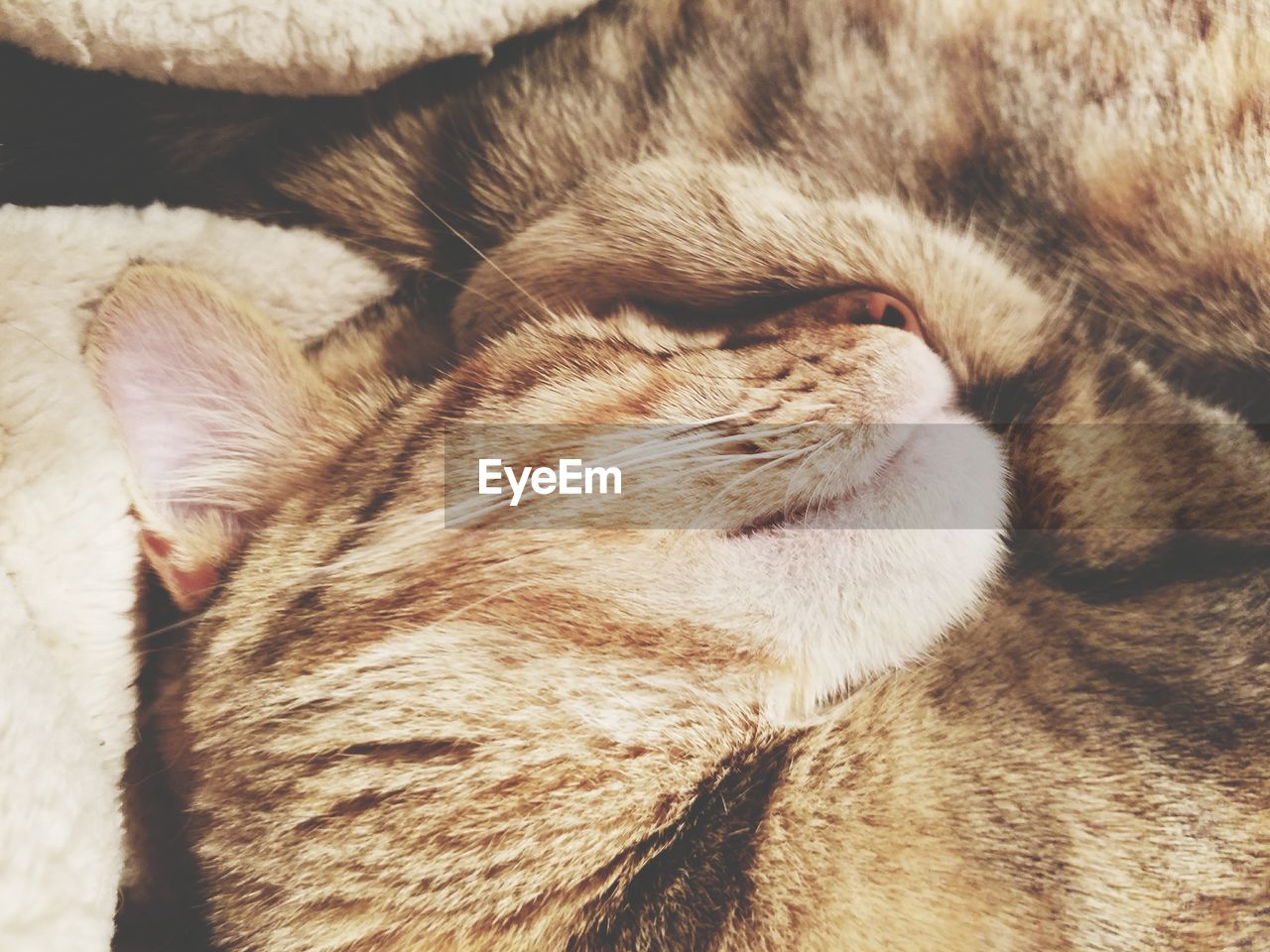 CLOSE-UP OF CAT ON CARPET