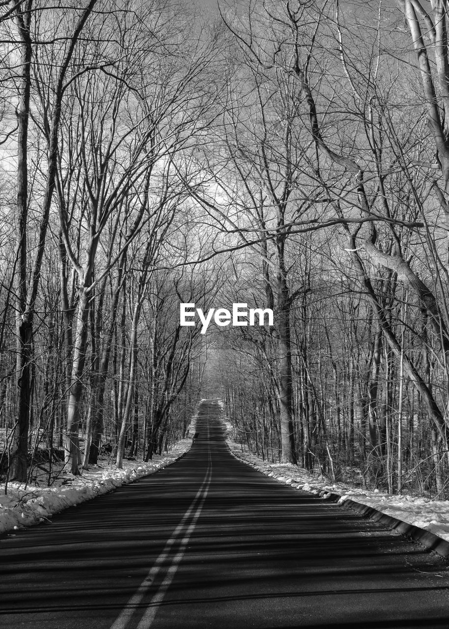 ROAD IN FOREST