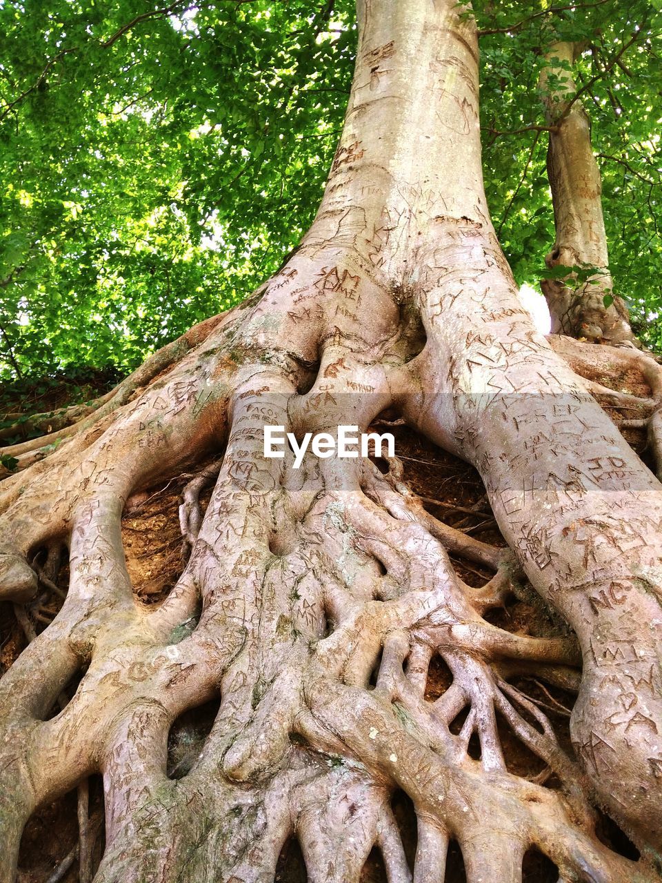 LOW ANGLE VIEW OF ROOTS ON TREE TRUNK