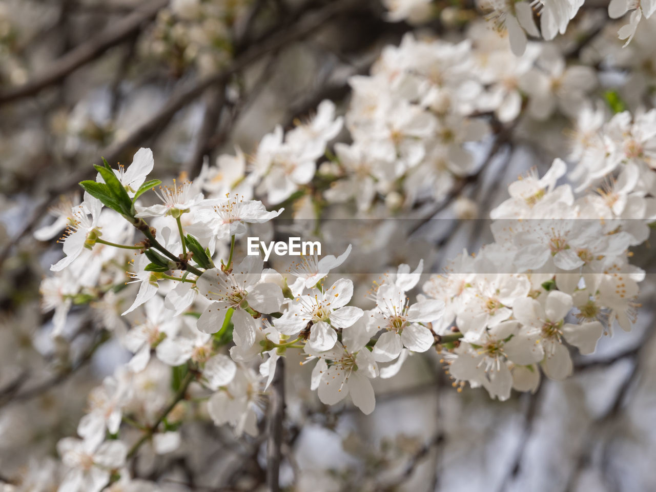 plant, flower, flowering plant, blossom, freshness, beauty in nature, springtime, tree, fragility, spring, white, growth, branch, nature, cherry blossom, food, close-up, produce, flower head, selective focus, no people, botany, outdoors, day, inflorescence, focus on foreground, prunus spinosa, twig, cherry tree, macro photography, fruit tree, petal, food and drink, almond tree, almond, agriculture, fruit