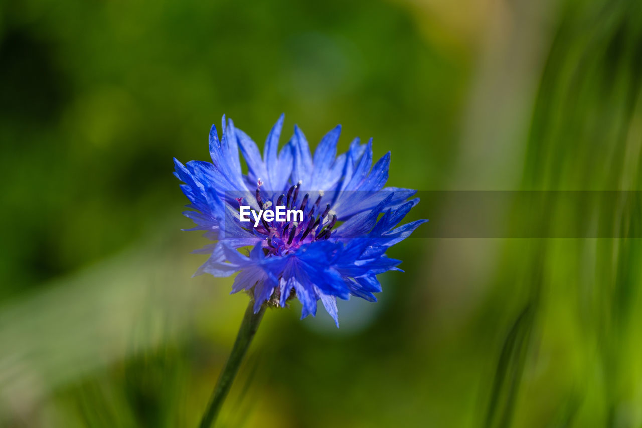 Flower of the roadside