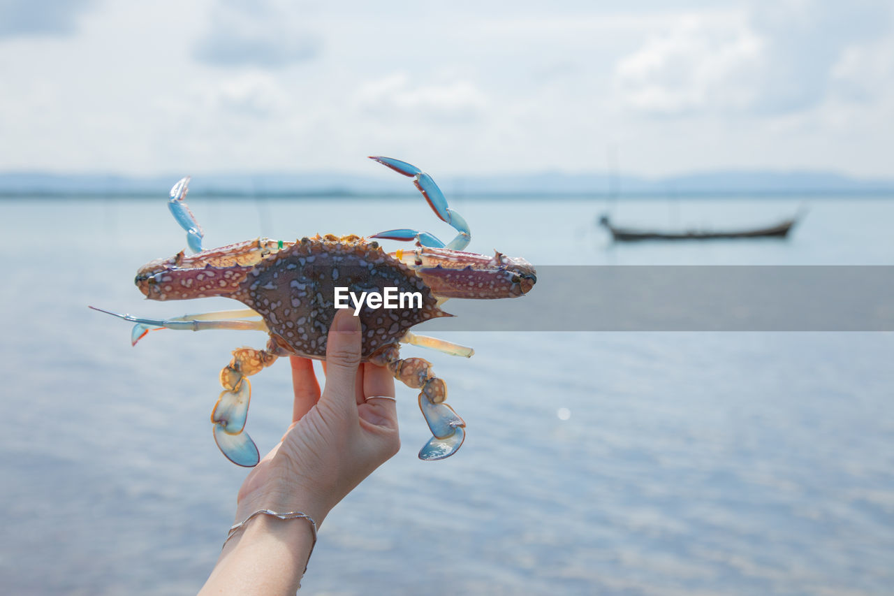 Close up shot of living crab in hand with background of sea, shore and fishery ship in summer time 