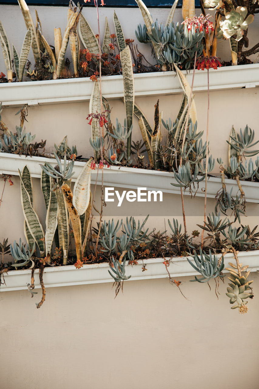 Potted succulents and cacti in rectangular boxes hanging on wall