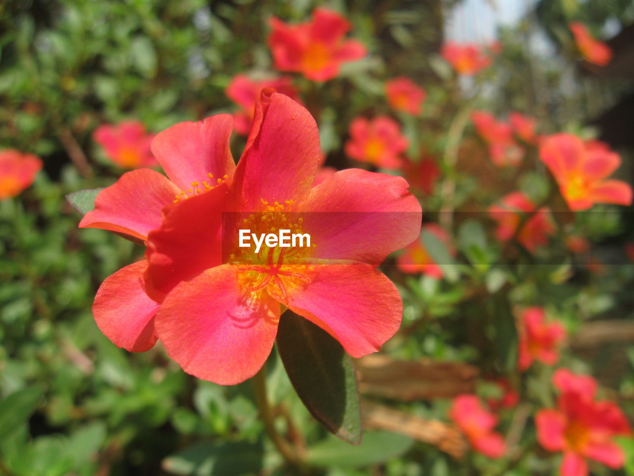 Close-up of red flower blooming outdoors