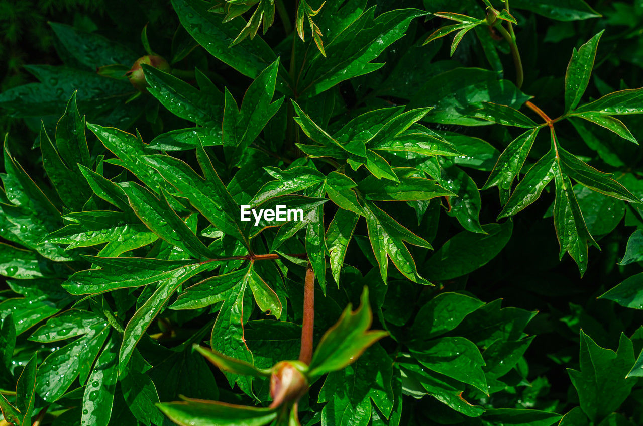 green, plant, leaf, plant part, nature, growth, flower, food and drink, beauty in nature, food, healthcare and medicine, herb, no people, close-up, medicine, tree, outdoors, freshness, land, jungle, shrub, backgrounds, full frame, social issues