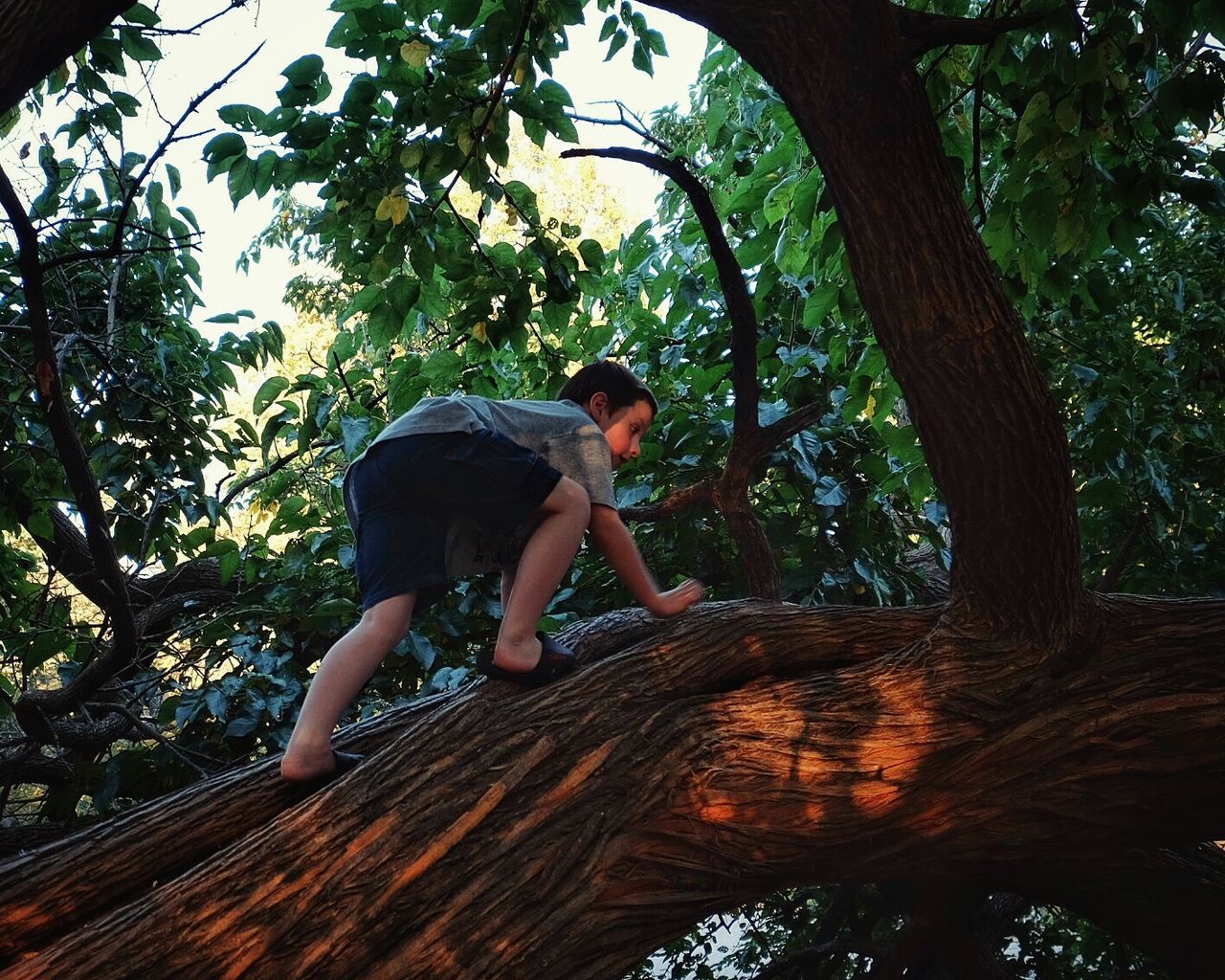 Full length of boy climbing on tree in park