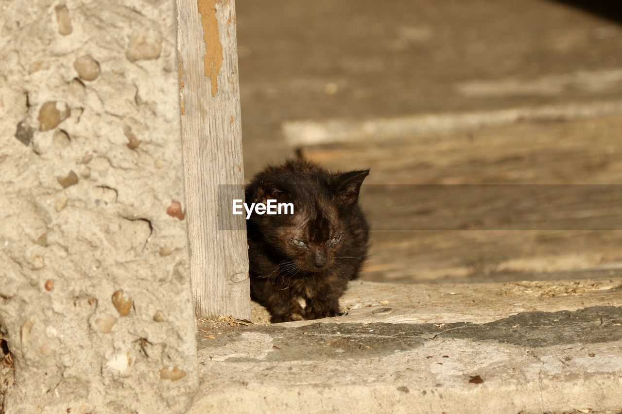 Portrait of a cat