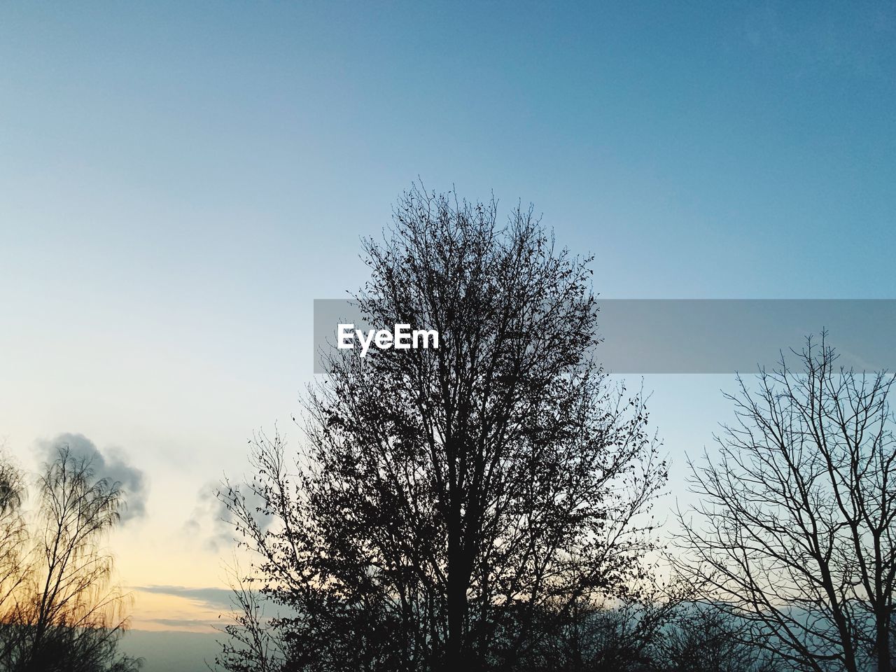 LOW ANGLE VIEW OF SILHOUETTE TREES AGAINST SKY