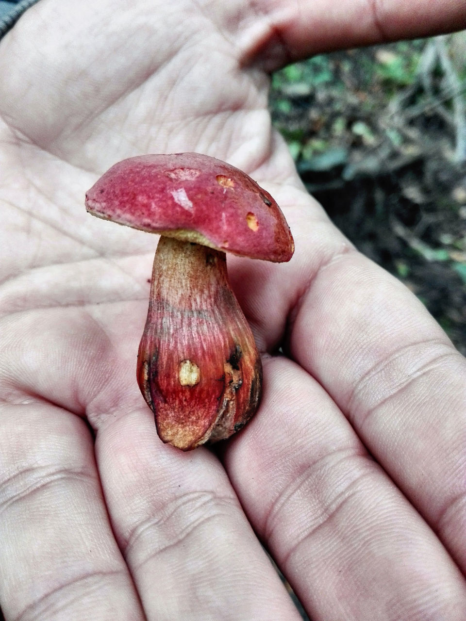 CROPPED IMAGE OF PERSON HOLDING CRYSTAL BALL ON LEAF