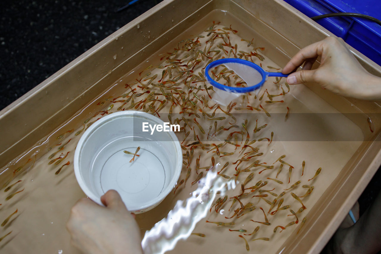 Cropped hands of woman collecting fishes in container