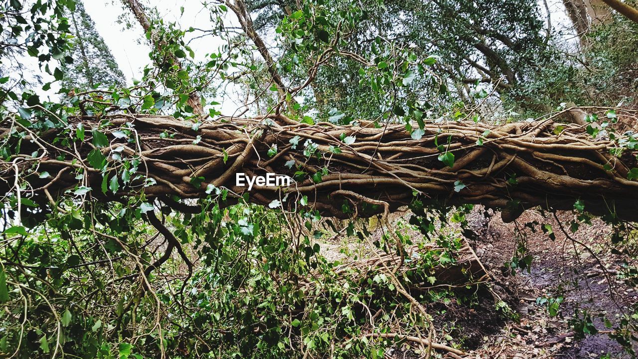 STACK OF FIREWOOD IN FOREST