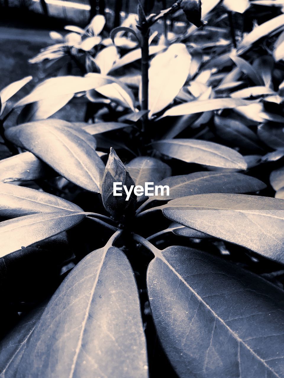 CLOSE-UP OF DRY LEAVES