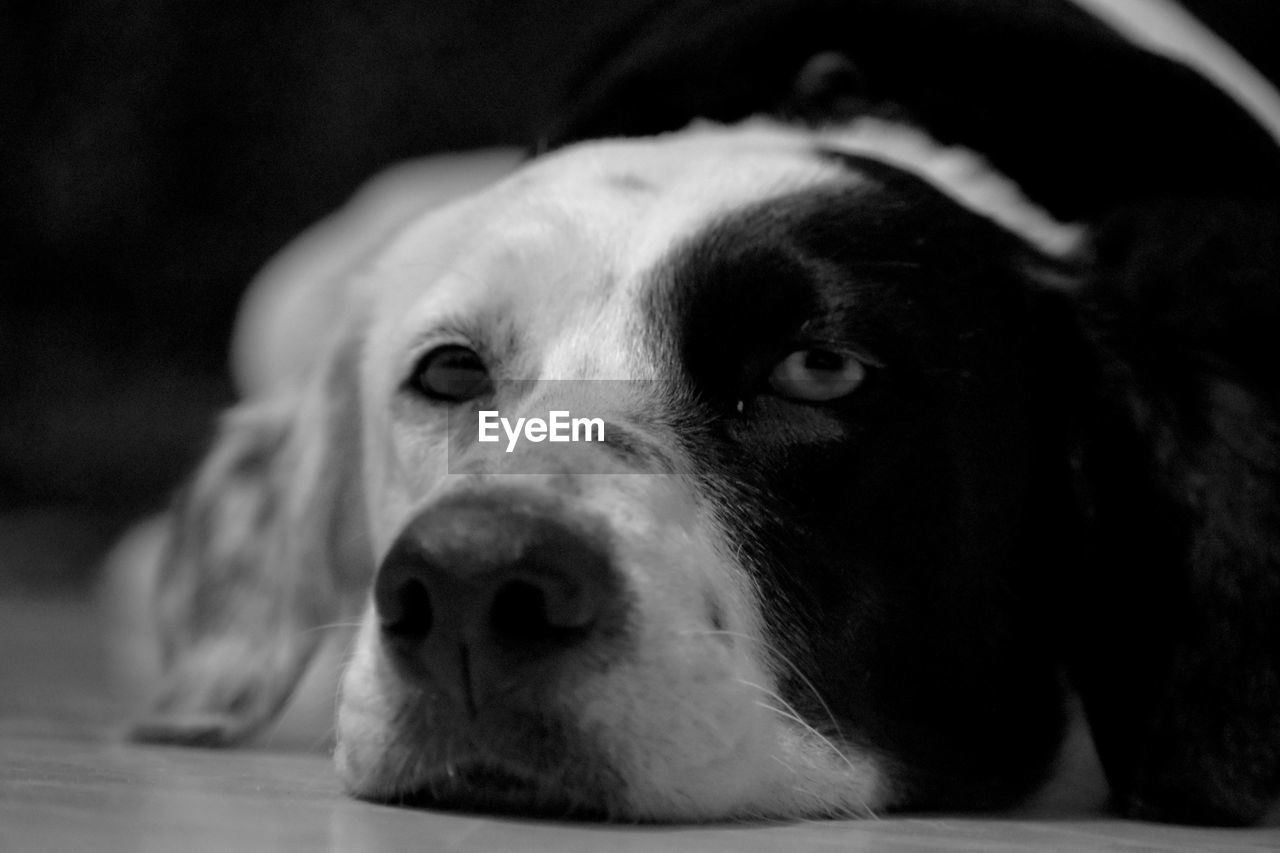 Close-up portrait of a dog