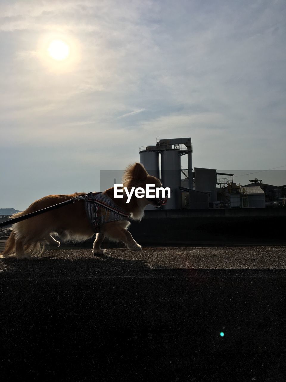 DOG ON ROAD AGAINST THE SKY