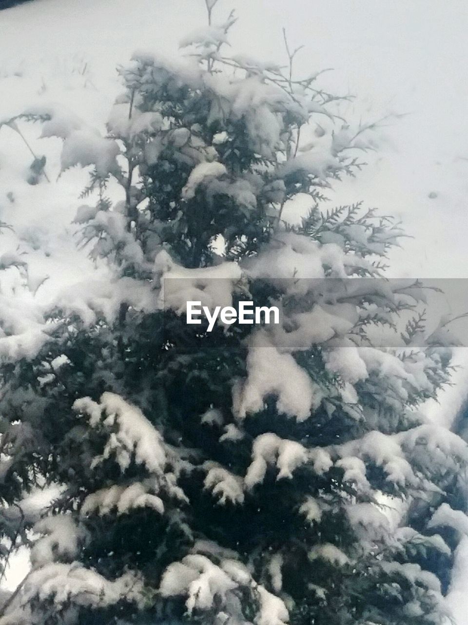 CLOSE-UP OF SNOWFLAKES ON TREE