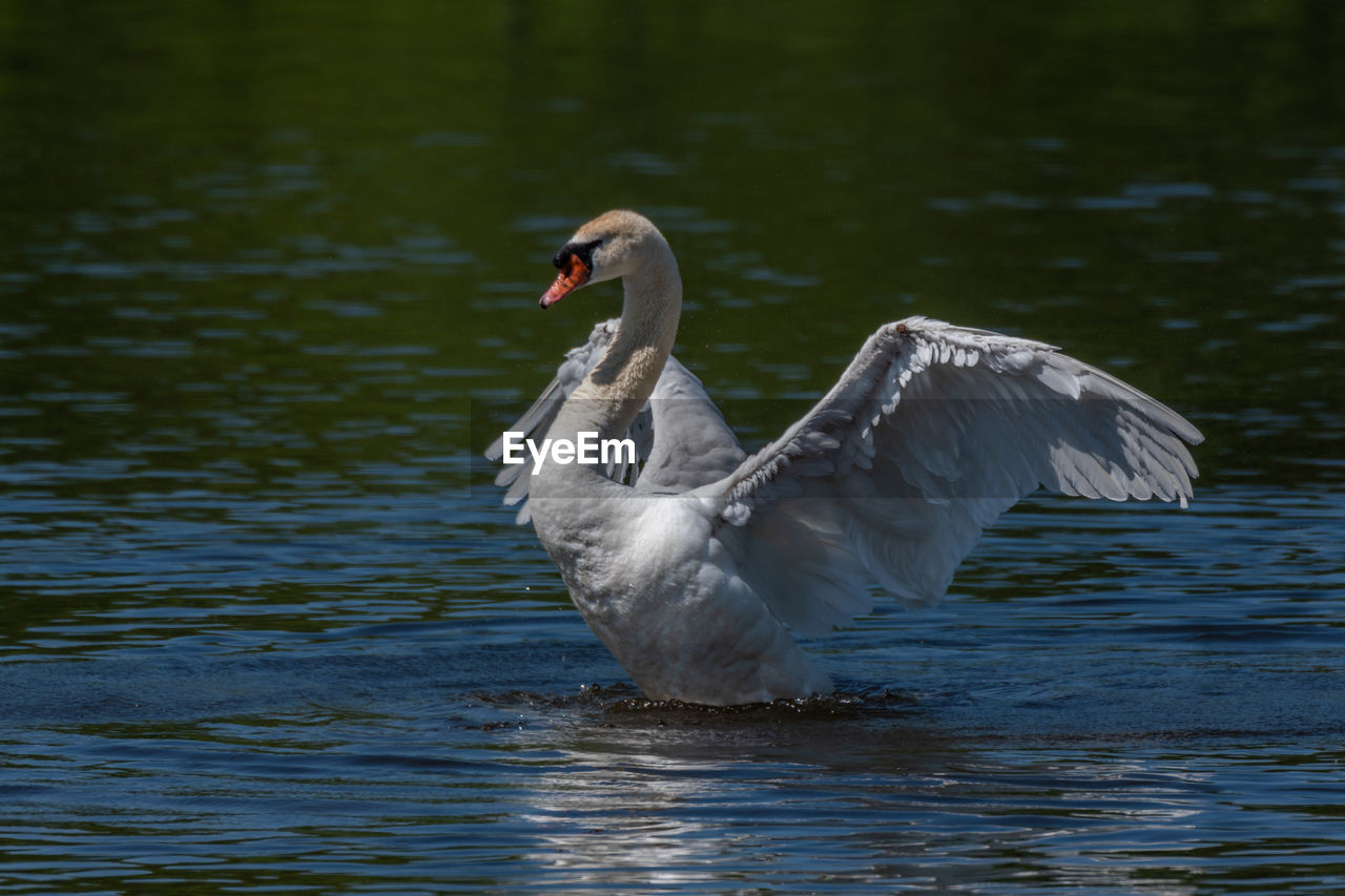 Adult male mute displaying wings on the huron river