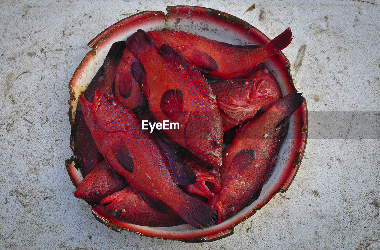 Close-up of red fish in bowl