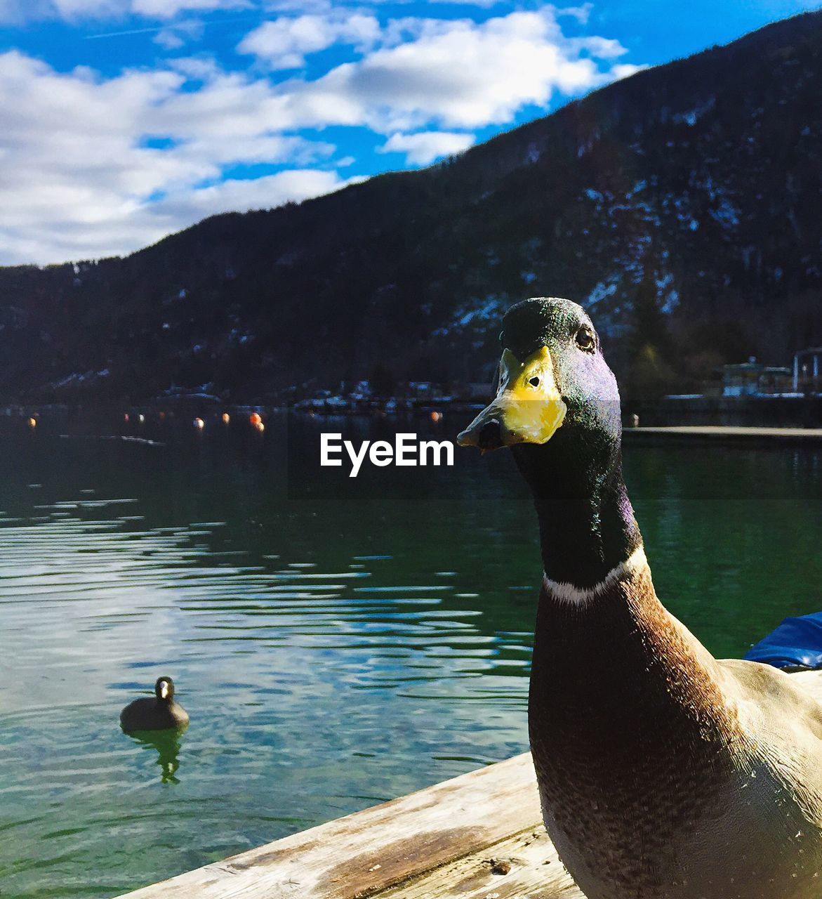 VIEW OF DUCKS ON LAKE