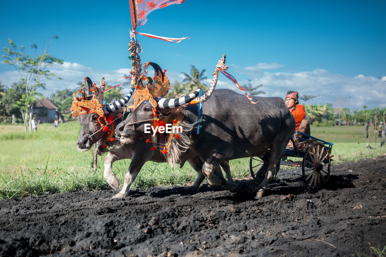 HORSE RIDING ON FIELD AGAINST SKY