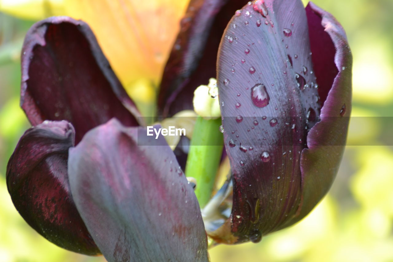 CLOSE-UP OF FLOWERS