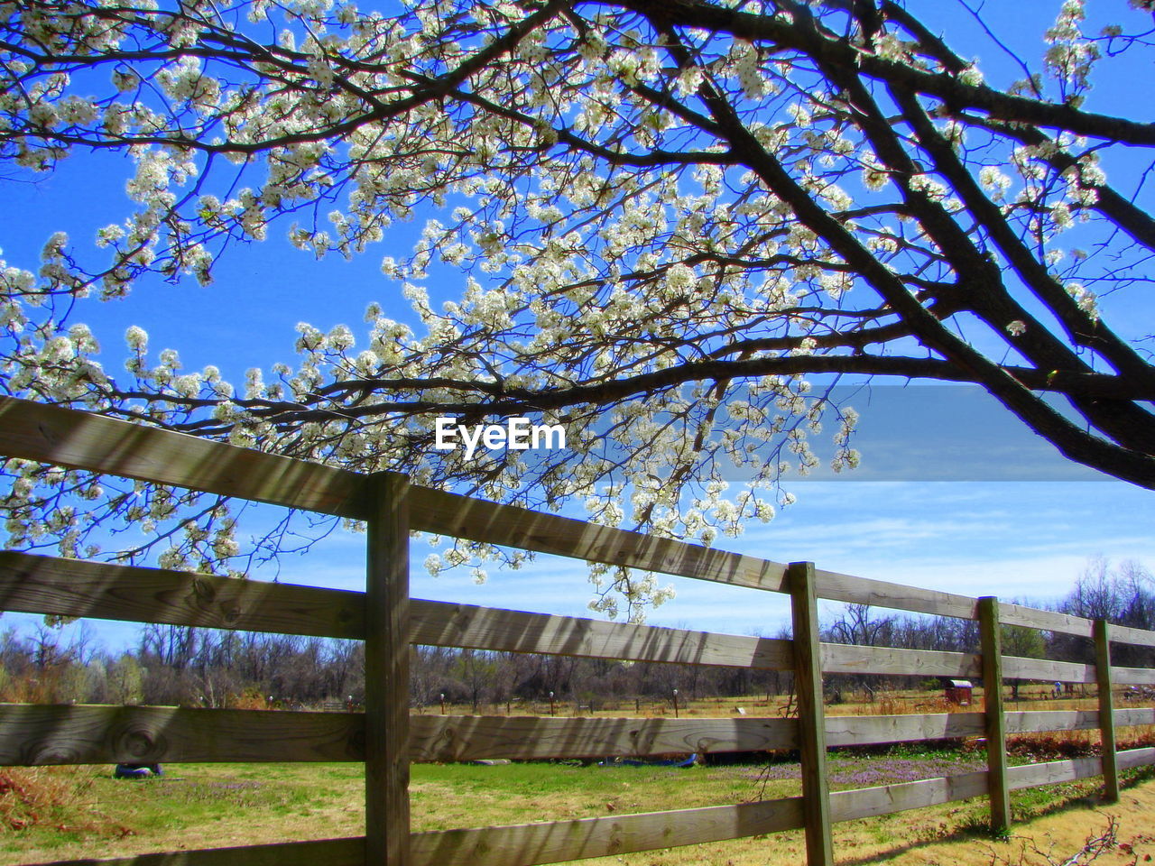 Low angle view of flower tree against blue sky