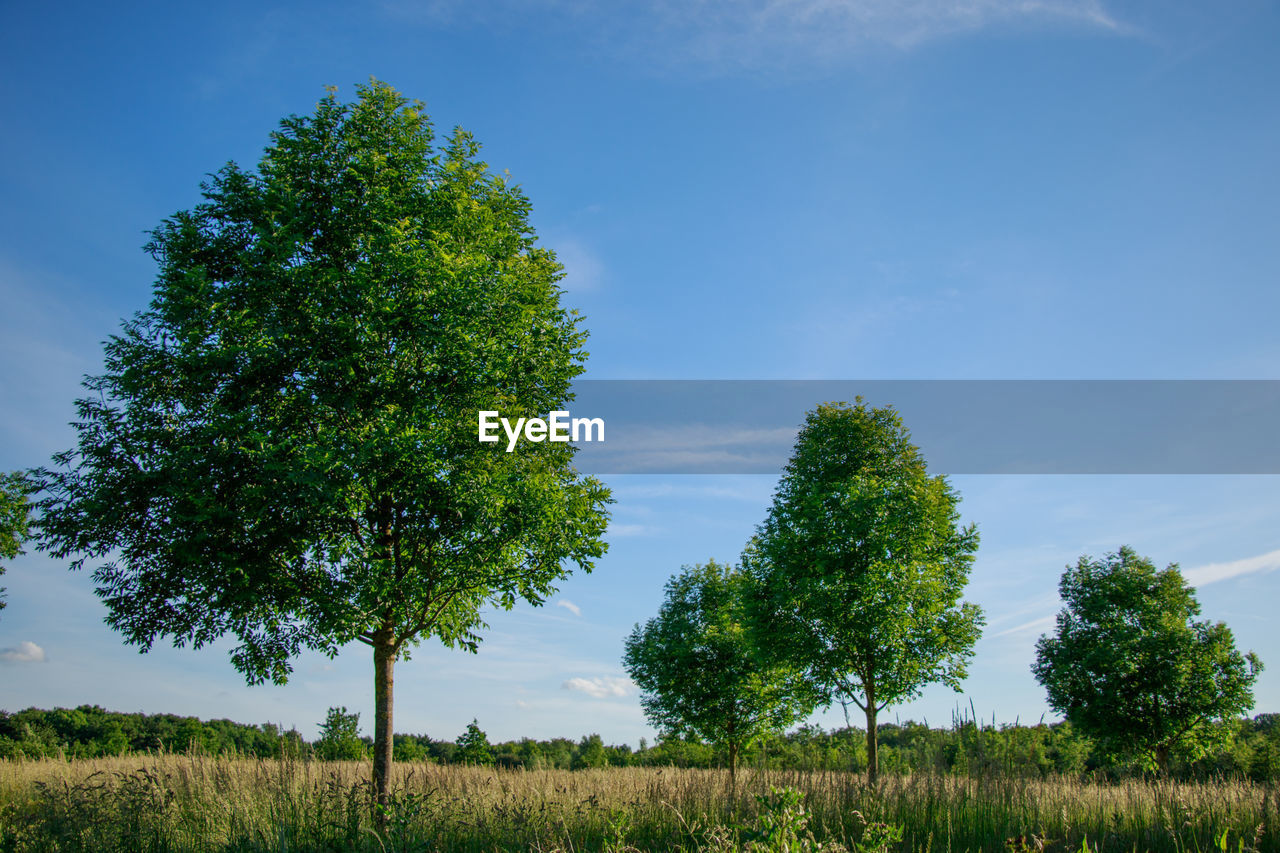 Low angle view of trees on field against sky